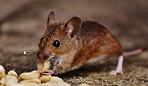 24 Hour & Emergency Exterminators in Brookneal, VA